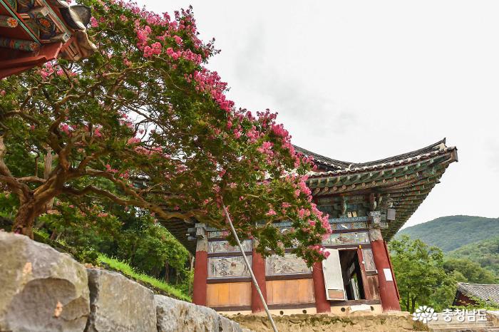 고고한 자태 신원사 배롱나무 꽃 활짝 사진