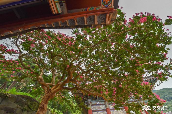 고고한 자태 신원사 배롱나무 꽃 활짝 사진