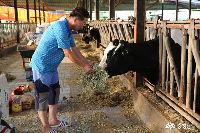 조덕호 대표가 젖소들에게 건초를 주고있다.