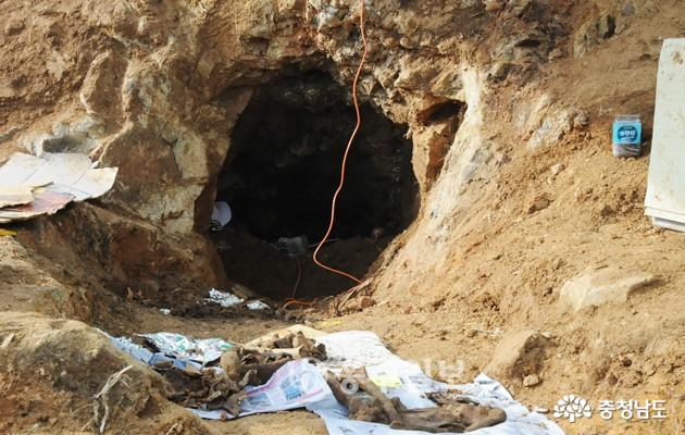 광천 오서산 폐금광 굴 20~40대 남성유골 21개체 발굴