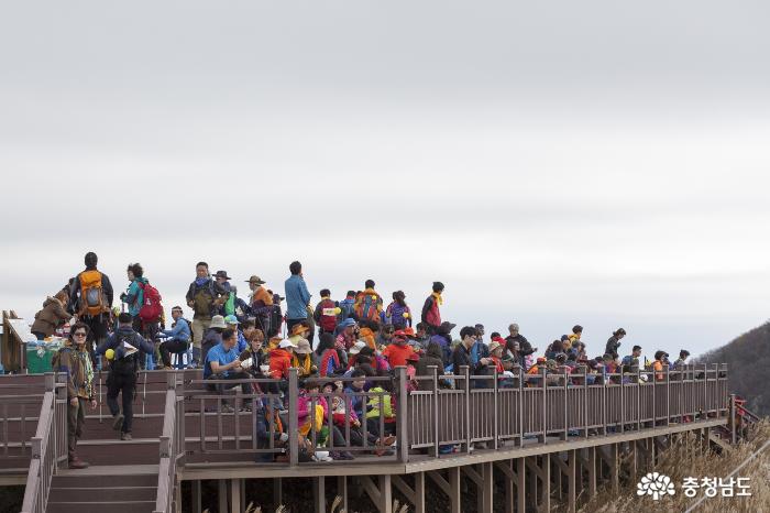 인산인해 이룬 오서산 억새풀 등반대회 사진