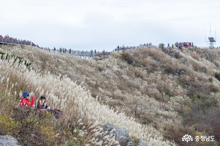 인산인해 이룬 오서산 억새풀 등반대회 사진