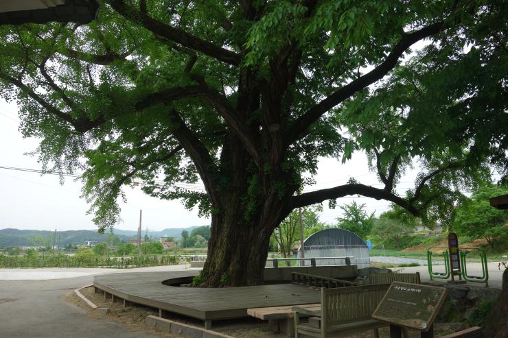 700년 동안 느티나무 품고사는 교촌리 은행나무