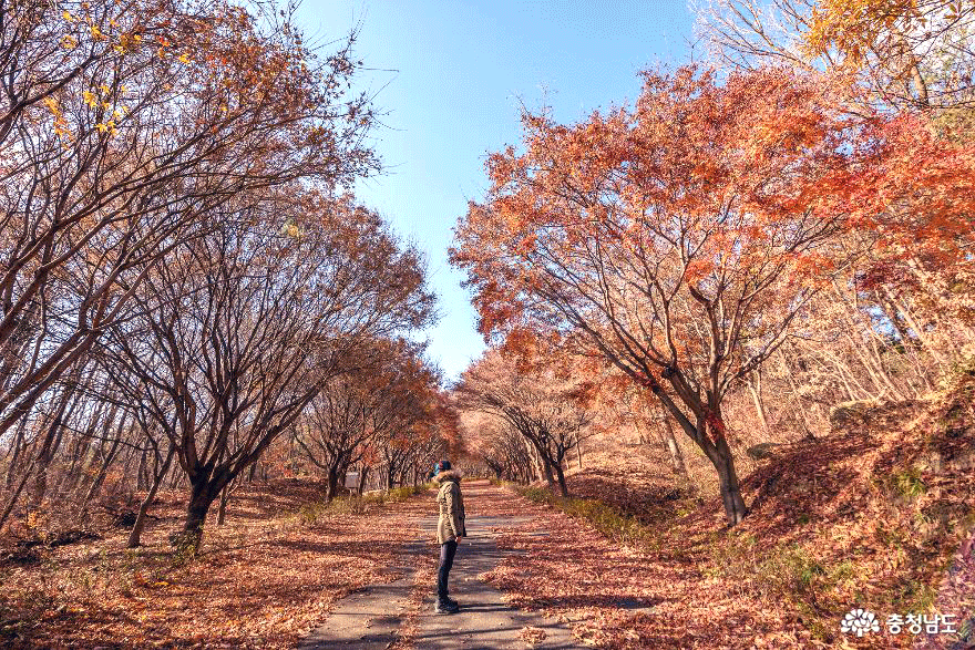 천안 독립기념관 단풍나무길의 초겨울 풍경