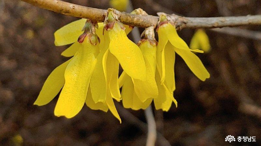 노오란 색으로 봄을 부르는 &#39;희망&#39;의 꽃들