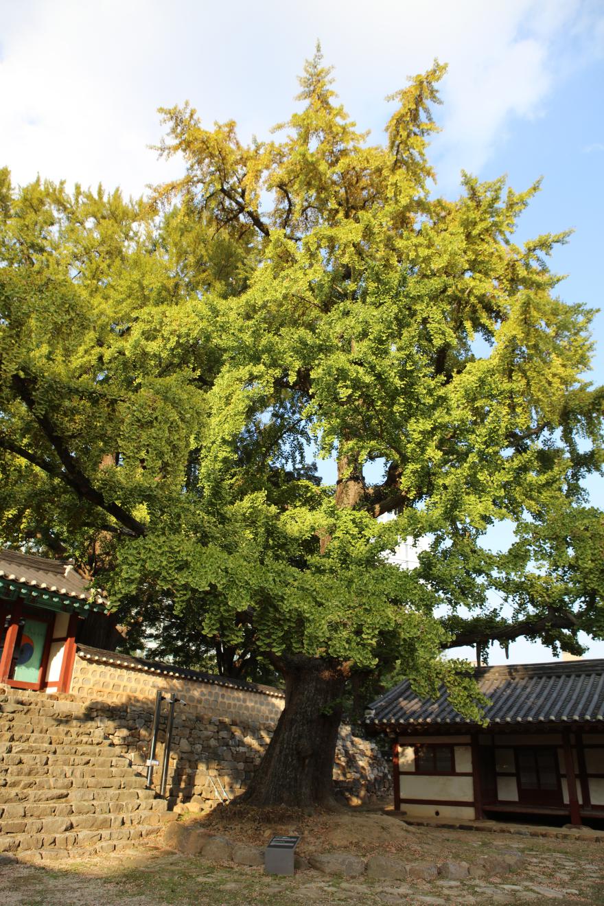 도심지에 있는 조선시대 강학기관인 서산향교