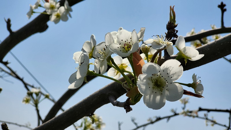 [포토] 온화한 애정 뽐내는 봄의 전령사 ‘배꽃’