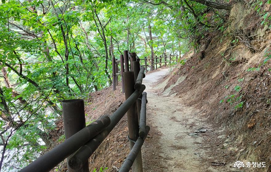 천안 성거저수지 소나무 숲 수변길. 