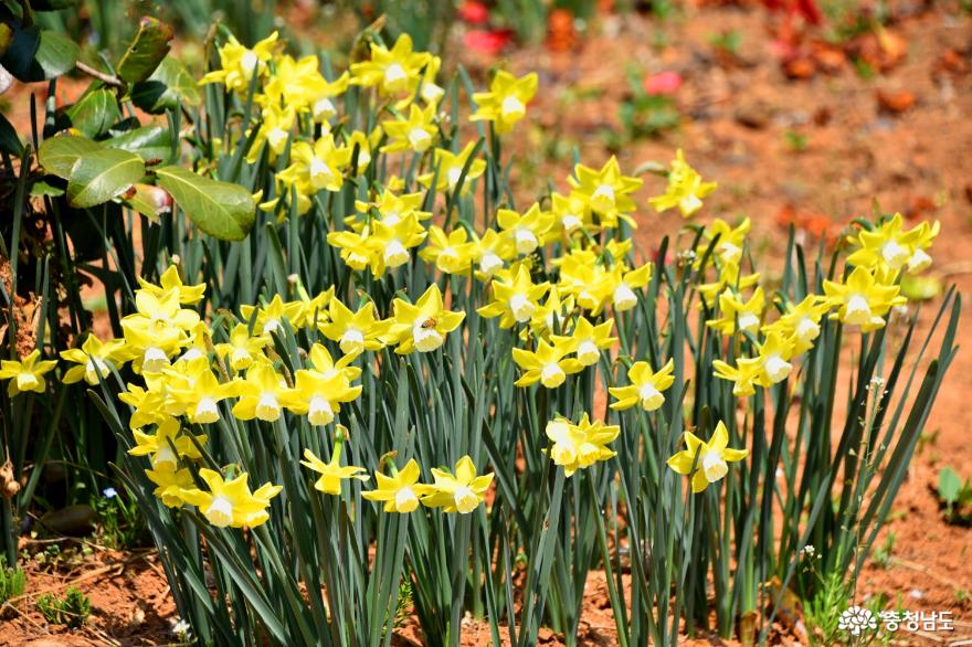 수선화와 동백꽃이 어우러지는 아리랜드의 아름다운 봄 이야기