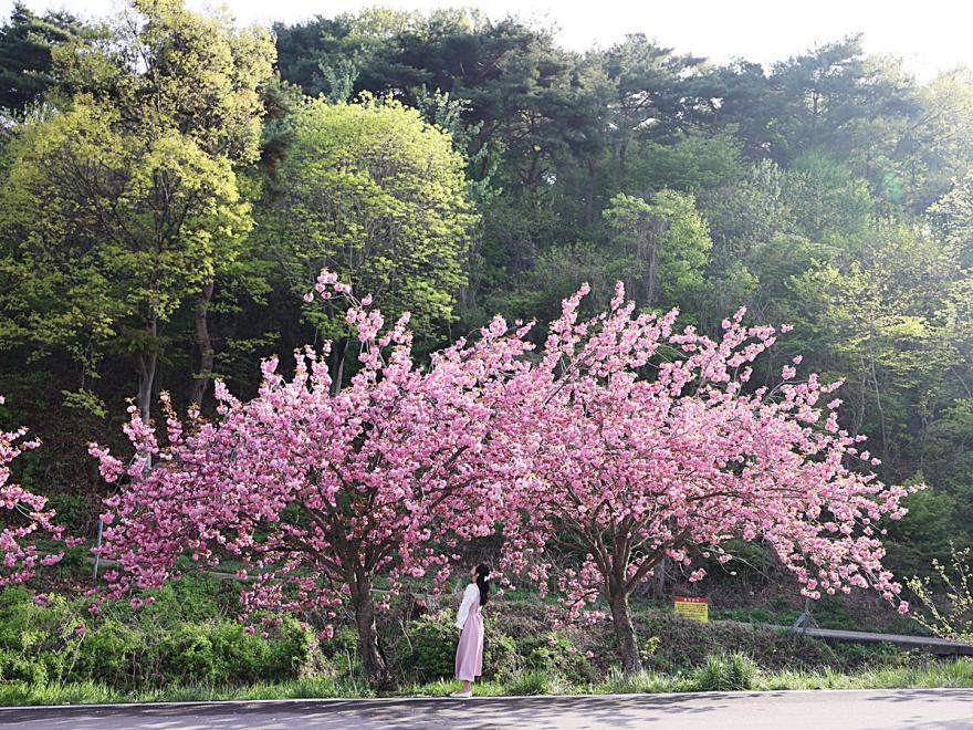 '2025~2026 충남 방문의 해'  맞이 4월 여행 코스_꽃축제편