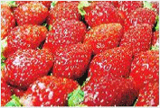 论山草莓