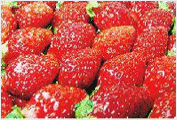 論山草莓