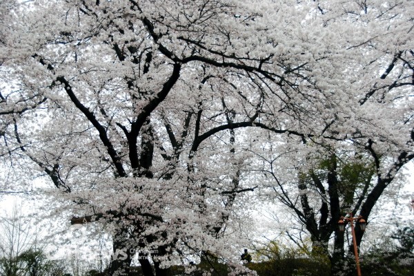 하얀벚꽃나무아래감동의데이트 8