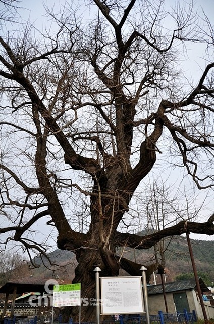 고려의충절이베인600년은행나무와승모각 3