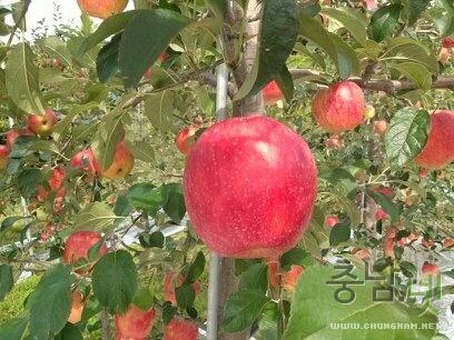 월명산농원 사과밭에도 가을이 왔어요