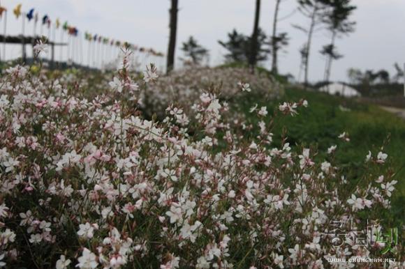 아름다운 자태 뽐내는 2012년 태안 다알리아꽃축제 사진