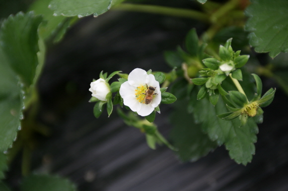 화분매개에 열중인 꿀벌.