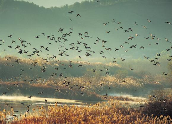 Enchanted by Massive Flights of Migratory Birds in Cheonsuman Bay