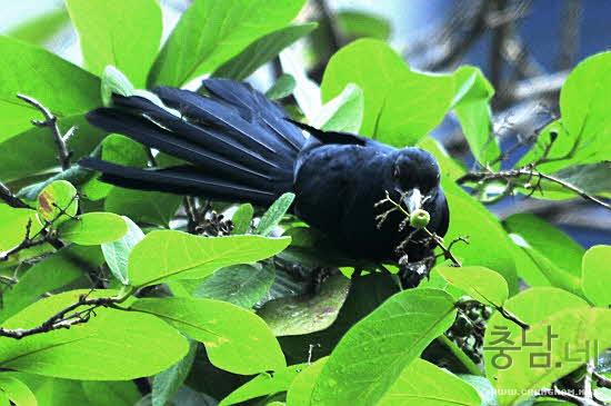 국내 희귀종 새, 다른 나라에서는 비둘기 취급