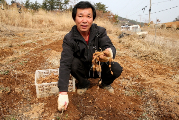 태안군 원북면 대기리 조광연씨가 영양만점 건강식품인 아피오스를 수확하고 있다.