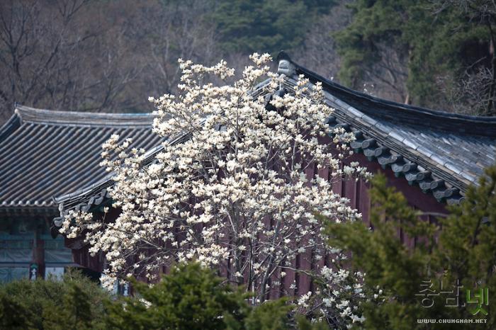 봄꽃들이 두팔벌려 반기는 계룡산 신원사 사진
