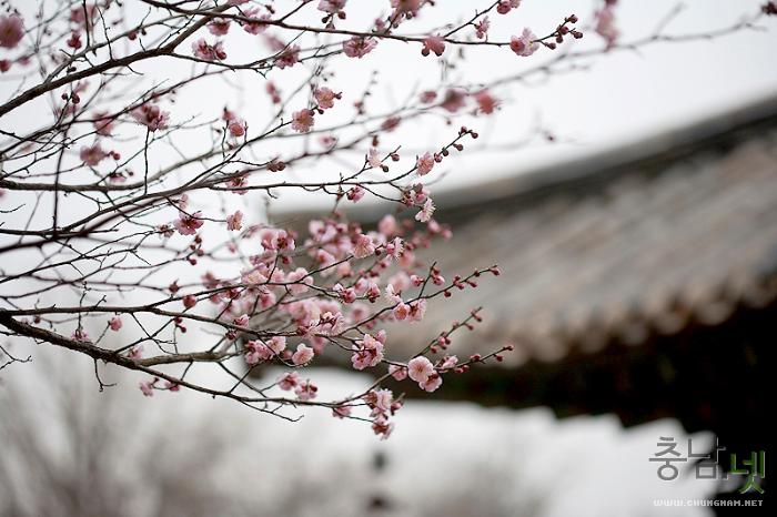 봄꽃들이 두팔벌려 반기는 계룡산 신원사 사진