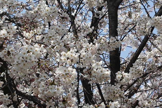 여기저기 봄꽃축제 천안 가볼만한 봄꽃길은? 사진