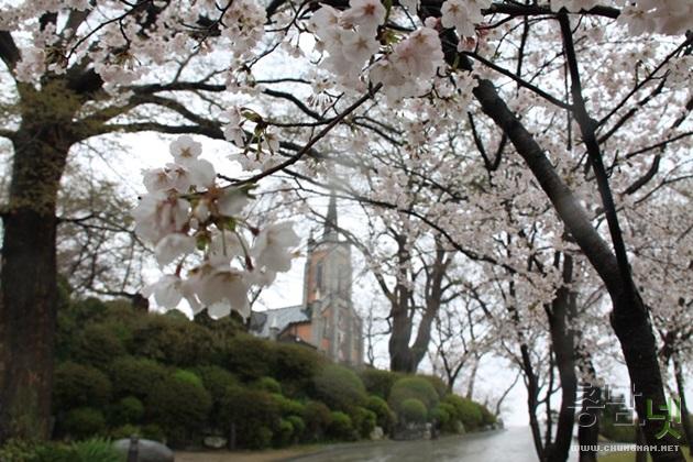 봄비에 젖은 벚꽃풍경이 아름답다