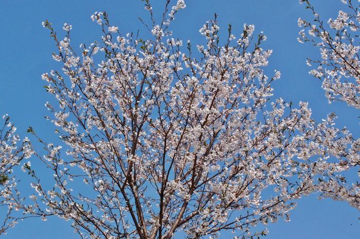 홍성 거북이마을의 벚꽃엔딩