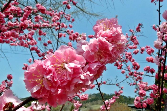 홍성 거북이마을의 벚꽃엔딩 사진