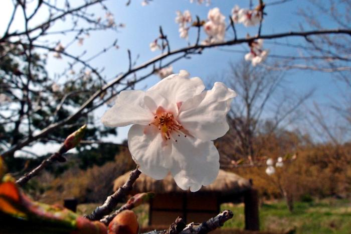 홍성 거북이마을의 벚꽃엔딩 사진