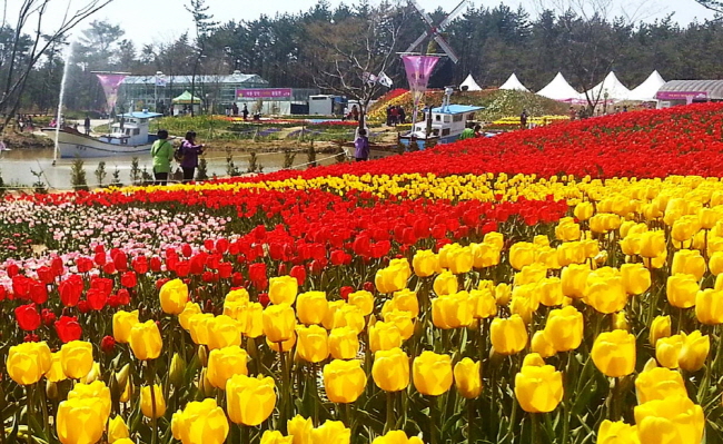 태안군이 지난 달 25일과 27일 차례로 개막한 ‘태안 튤립 꽃축제’와 ‘몽산포항 주꾸미 축제’로 관광객들의 마음을 사로잡고 있다. 사진은 튤립 꽃축제장 모습