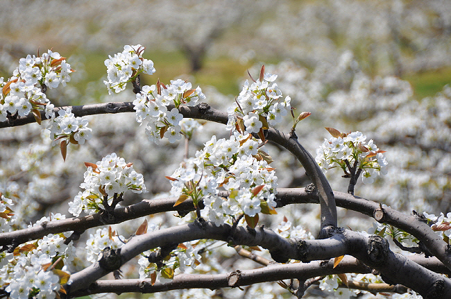 배꽃은 한 나무에서 8000~1만 송이의 꽃을 피우는데 250여 개의 결실을 맺는다.
