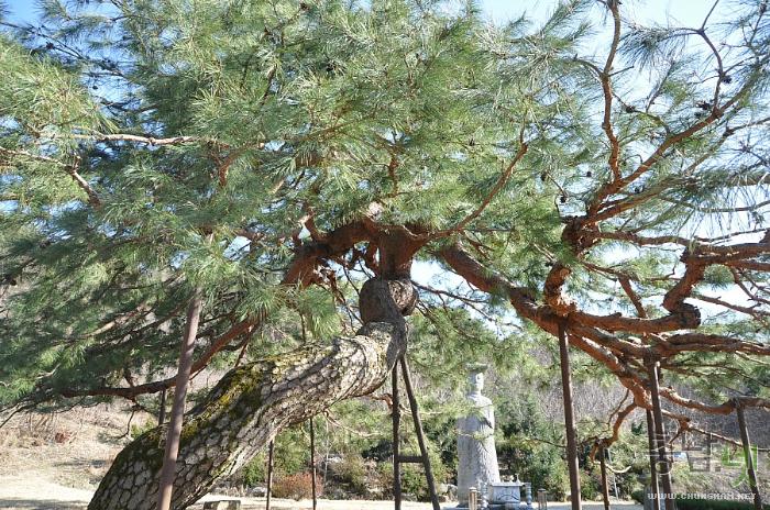 멋드러진 소나무가 미륵불을 위하여 절을 하는 있는 연산 송불암