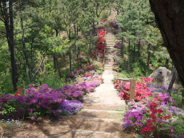 방부목 계단 양쪽으로 형형색색 꽃들이 우리를 반긴다