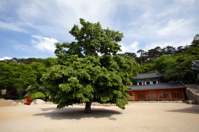 정혜사 앞마당의 보리수나무