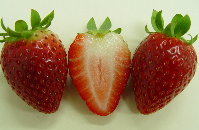 숙향 신품종 개발…딸기시장 독립선언