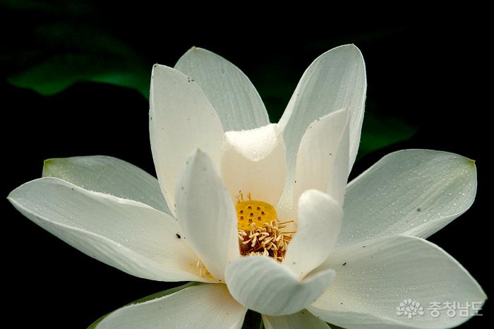 백제의 향기 제11회 부여서동연꽃축제 사진