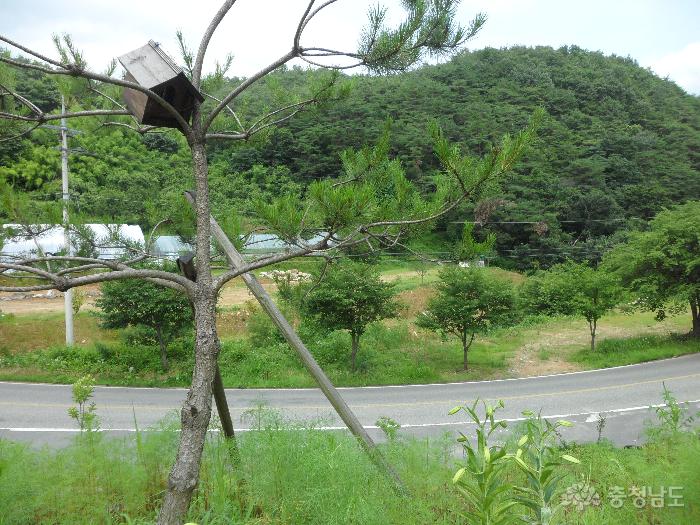 '한국의 아름다운 길 100선'에 선정된 가로수길