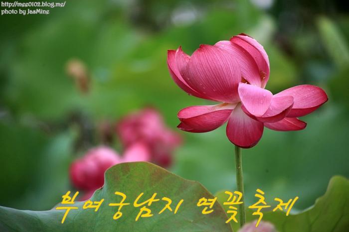 미리가본  2013 부여 서동연꽃축제