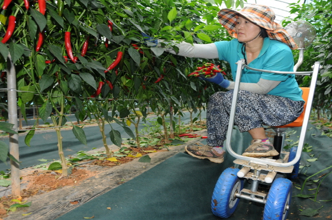 태안군 안면읍 중장4리 고추비가림하우스에서 마을주민이 고추 수확차를 활용해 고추를 수확하고 있다.