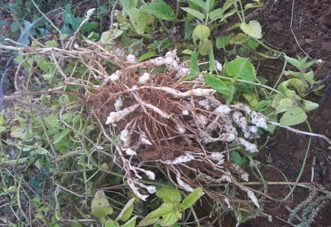 고동 모양의 초석잠 뿌리 사진