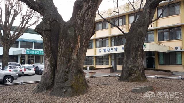 홍성 오관리 느티나무(도지정기념물 제171호)