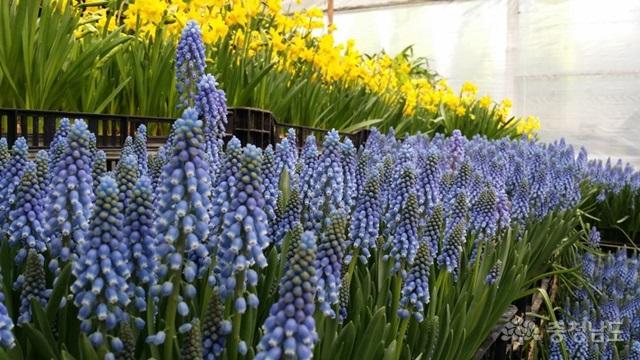 봄꽃향기 가득한 아산세계꽃식물원