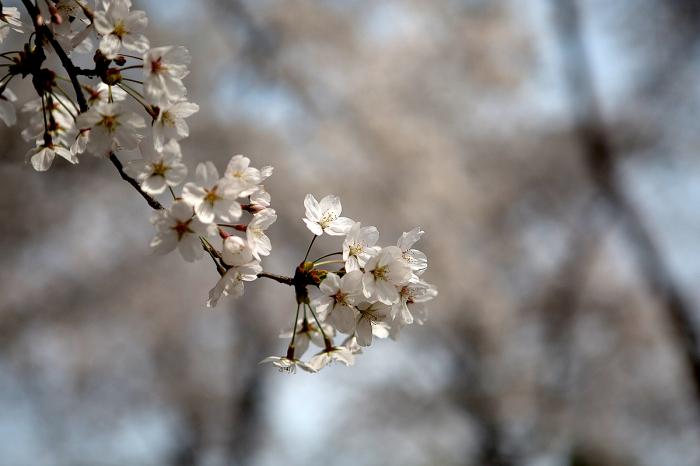 충남역사박물관 100년 벚나무가 피워낸 벚꽃의 향연