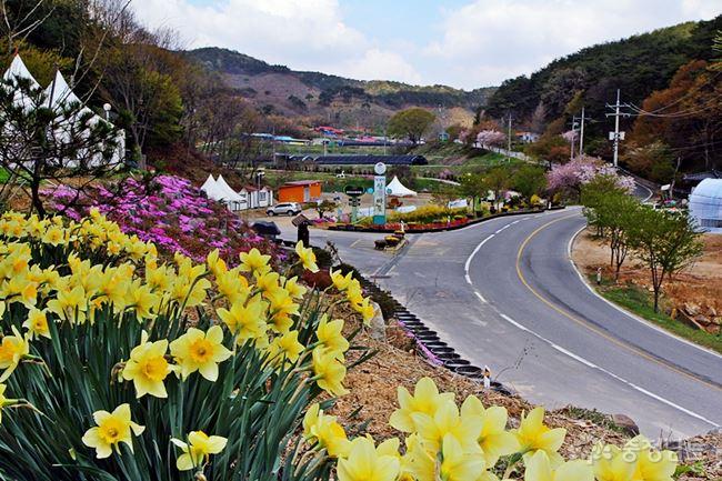 4월의 봄꽃 휴양마을 10선에 선정된 청양 칠갑산산꽃마을