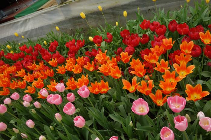 4월의 세계꽃 식물원