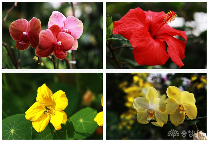 아산 세계꽃식물원에는 꽃향기가 가득 사진