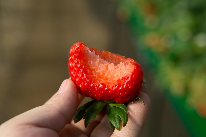 달콤하고 향기로운 논산 딸기 사진