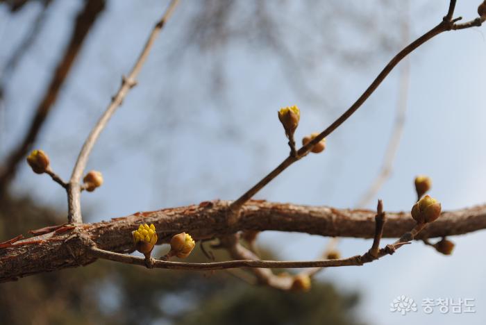 봄이 오는 길목에서 만난 아산외암마을의 휴일 풍경 사진